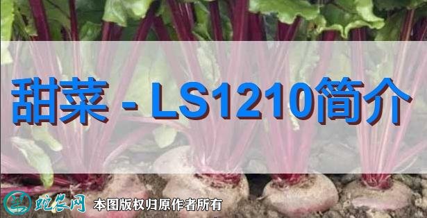 甜菜新品种：LS1210简介