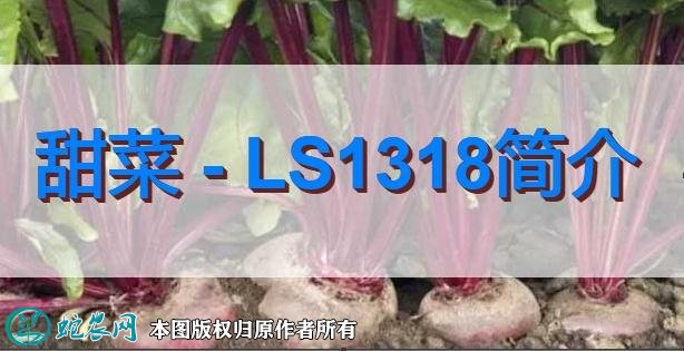 甜菜新品种：LS1318简介