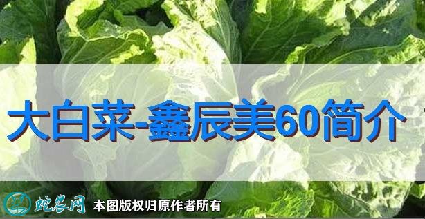 大白菜新品种：鑫辰美60简介