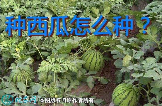 种西瓜怎么种？