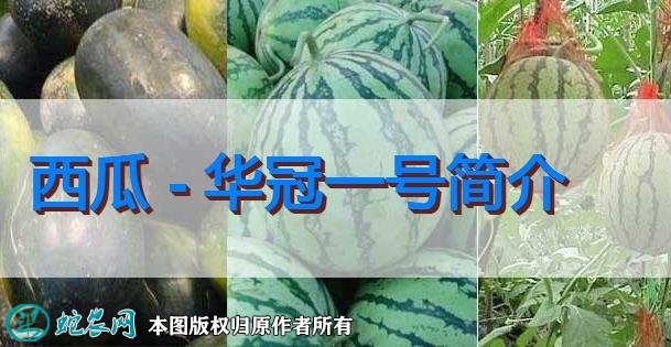 西瓜新品种:华冠一号简介