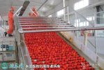 三种番茄系列产品加工方法技术流程分享