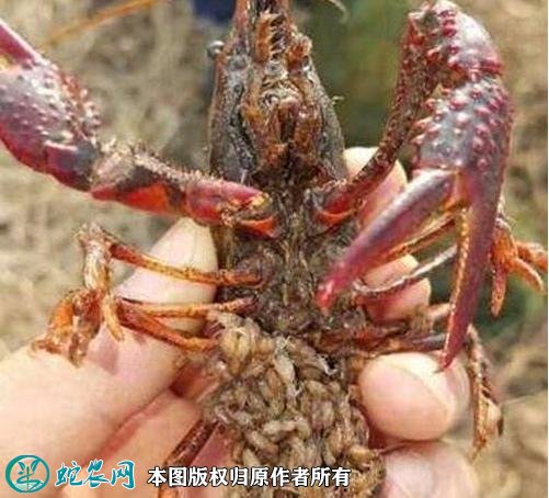小龙虾虾苗培育技术图3