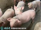 2021年10月11日长白猪生猪价格...