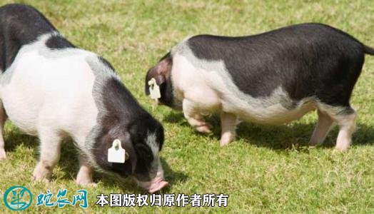2021年10月11日花猪生猪价格行情、今日花猪多少钱一斤?