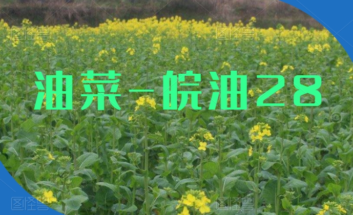 油菜新品种：皖油28简介