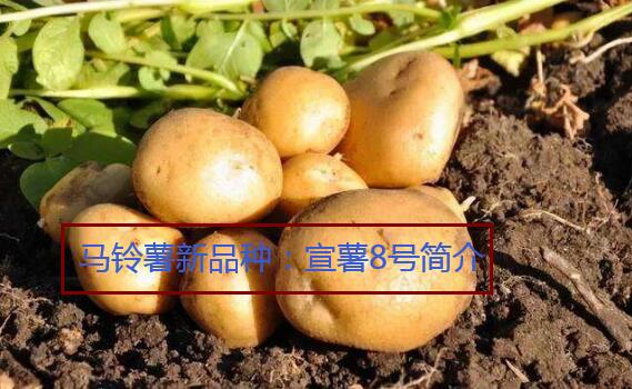 马铃薯新品种：宣薯8号简介