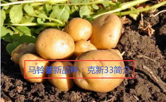 马铃薯新品种：克新33简介