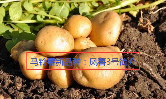 马铃薯新品种：凤薯3号简介