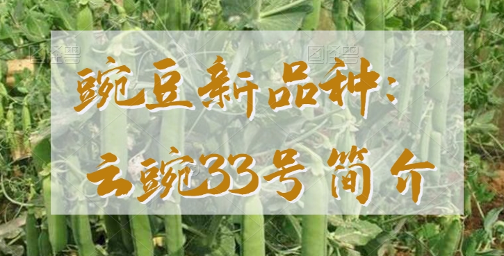 豌豆新品种：云豌33号简介