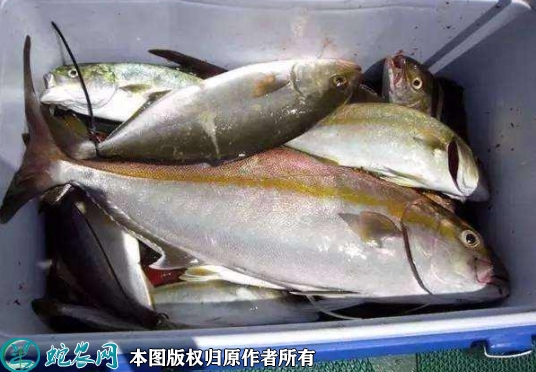 2022年1月29日油甘鱼价格行情、...
