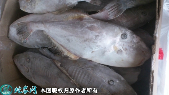 2022年1月29日马面鱼价格行情、...