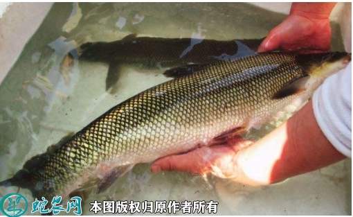 2022年1月28日大鳞鲃鱼价格行情...