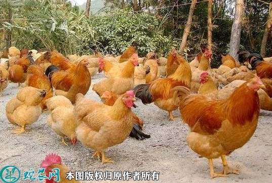 2022年1月16日三黄鸡价格行情、...