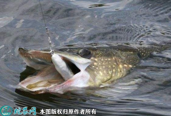 2022年1月28日狗鱼价格行情、今...