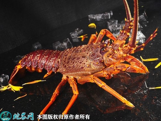 2022年1月29日澳洲龙虾价格行情...