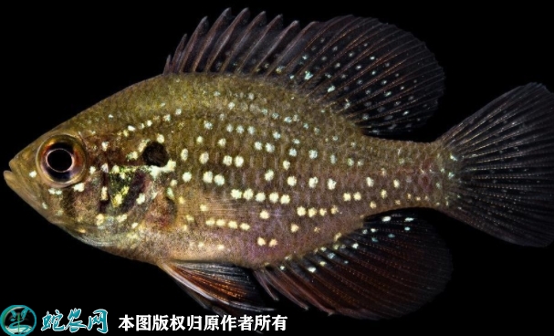 2022年1月27日太阳鱼价格行情、...