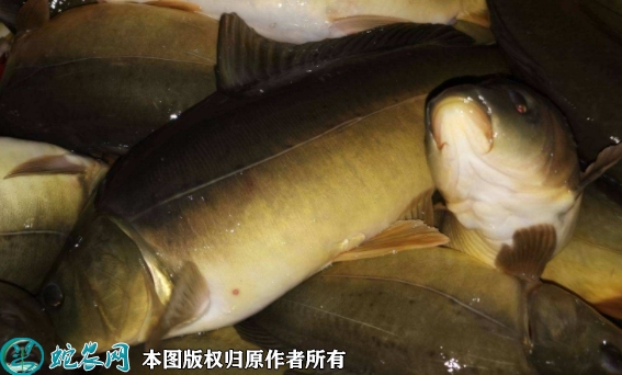 2022年1月22日裸鲤鱼价格行情、...