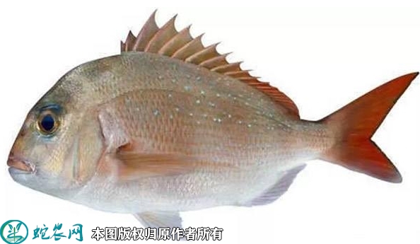 2022年1月25日鲷鱼价格行情、今...