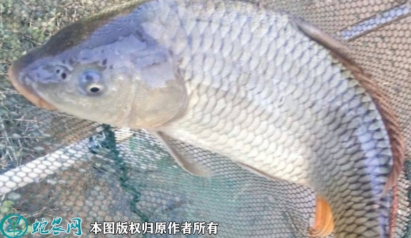 2022年1月22日河鲤鱼价格行情、...