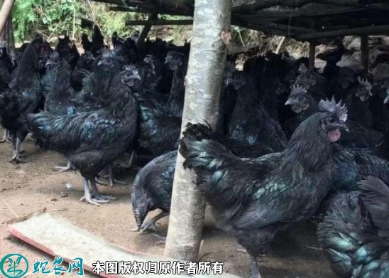 2022年1月16日黑羽乌鸡价格行情...