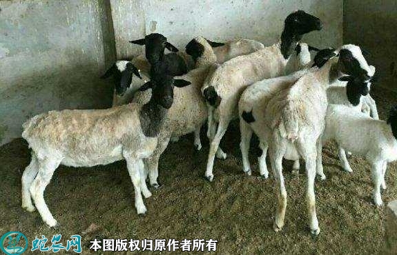 2022年1月11日杜寒杂交羊价格行...