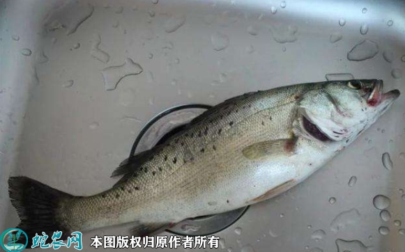 2022年1月24日淡水鲈鱼价格行情...