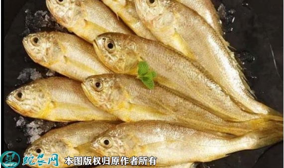 2022年1月28日小黄花鱼价格行情...