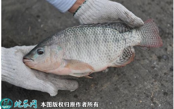 2022年1月25日奥尼罗非鱼价格行...