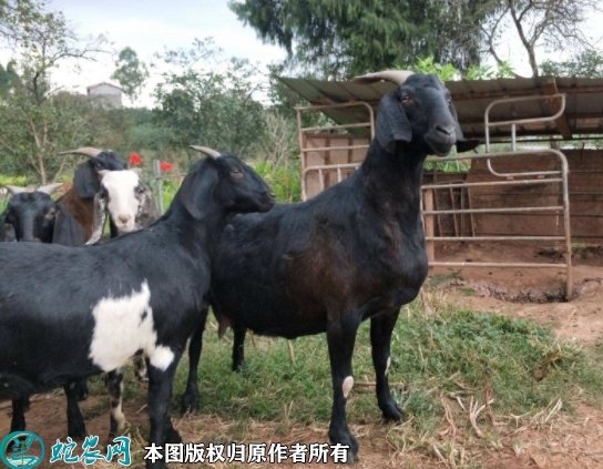 2022年1月11日努比亚黑山羊价格...