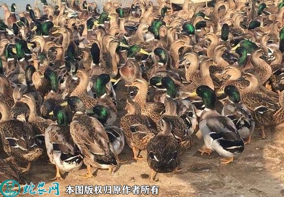 2022年1月18日绿头鸭价格行情、...