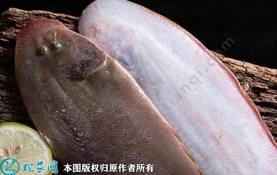 2022年1月28日龙利鱼价格行情、...