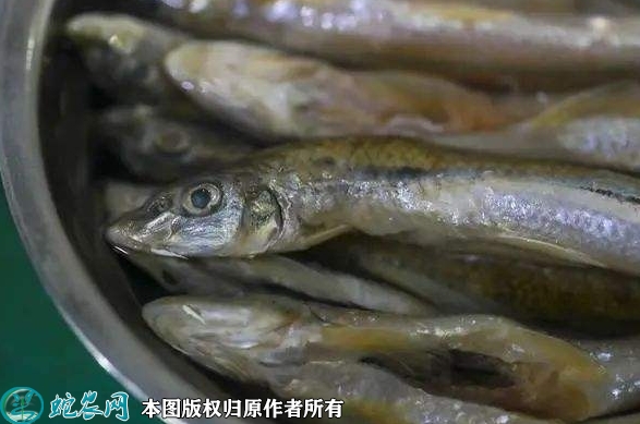 2022年1月27日棍子鱼价格行情、...