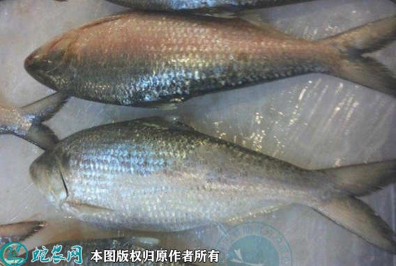 2022年1月28日鲥鱼价格行情、今...