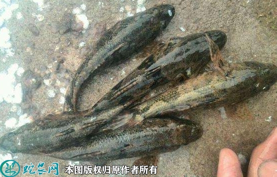 2022年1月25日沙塘鳢价格行情、...