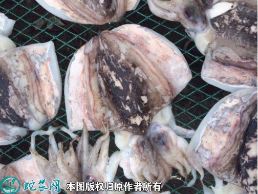 2022年1月28日北海墨鱼价格行情...