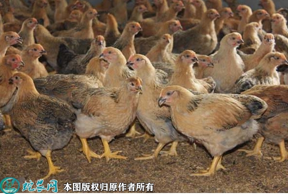 2022年1月16日麻黄鸡价格行情、...
