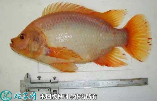 2022年1月25日红罗非鱼价格行情...