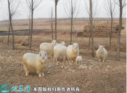 2022年1月11日绒山羊价格行情、...