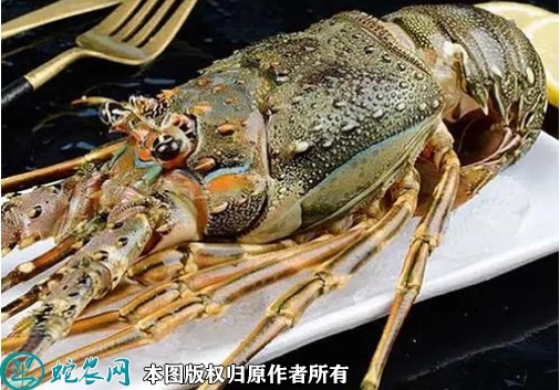 2022年1月29日中国龙虾价格行情...