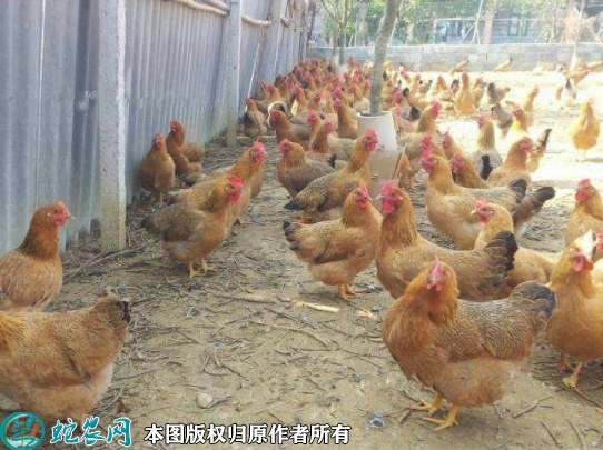 2022年1月17日灵山鸡价格行情、...