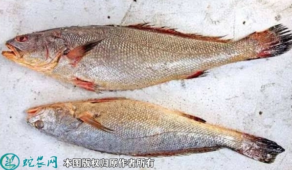 2022年1月30日鮸鱼价格行情、今...