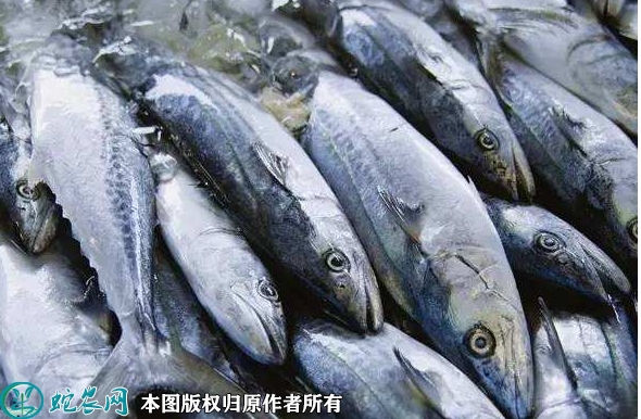 2022年1月28日马鲛鱼价格行情、...