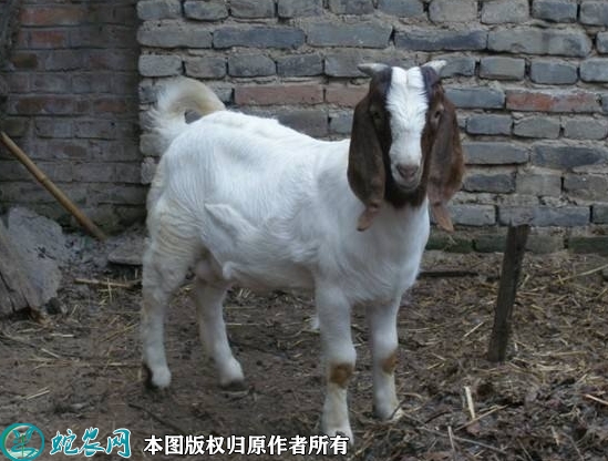 2022年1月11日波尔山羊价格行情...