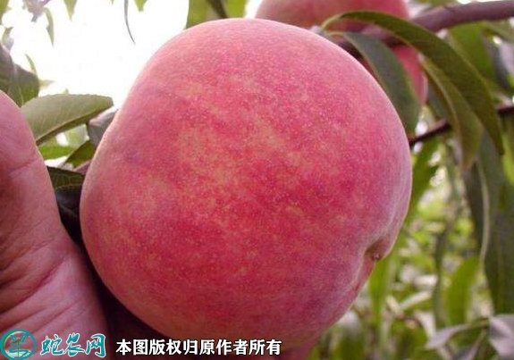 2022年2月14日秦王桃价格行情、...