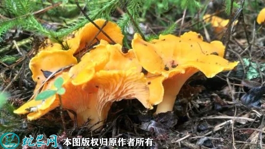 2022年2月15日鸡油菌价格行情、...