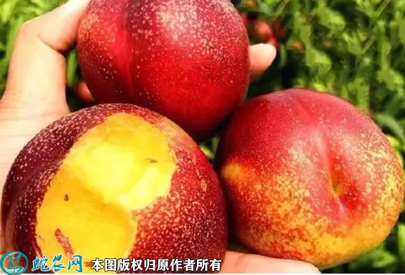 2022年2月14日中油油桃价格行情...