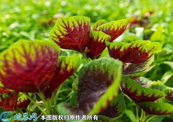 2022年2月7日苋菜价格行情、今日...