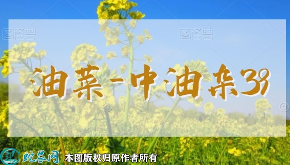油菜新品种：中油杂39简介