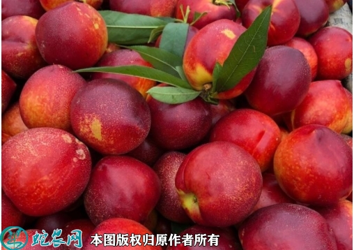 2022年2月14日红油桃价格行情、...